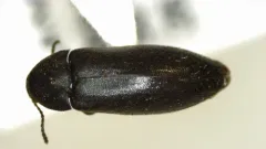 Basal False Darkling Beetle thumbnail 2