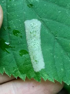 Phyllonorycter celtifoliella thumbnail 1