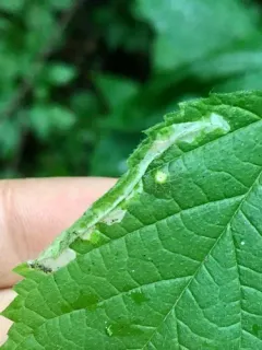Phyllonorycter celtisella thumbnail 1
