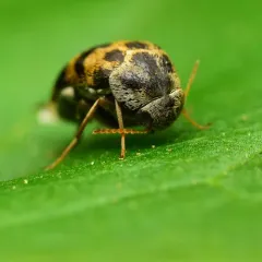 Three-lobed Tumbling Flower Beetle thumbnail 2