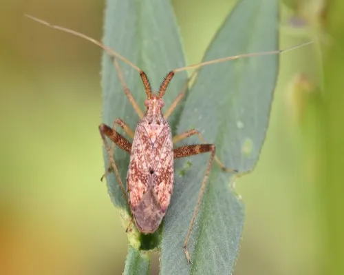 Phytocoris pallidicornis