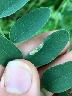 Macrosaccus uhlerella thumbnail 1