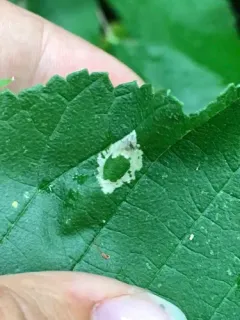 Golden Elm Leafminer thumbnail 2