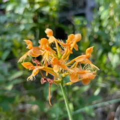 orange-fringed orchid thumbnail 4
