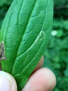 Calycomyza cynoglossi thumbnail 3