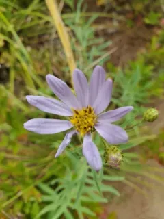 Klickitat aster thumbnail 3
