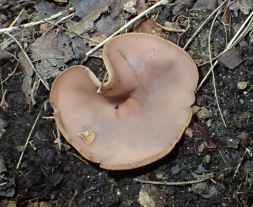 Peziza griseorosea