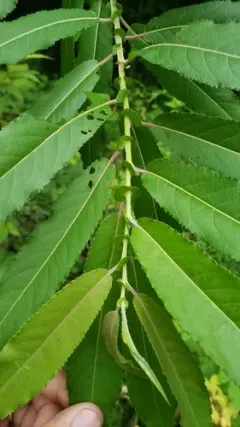 heart-leaved willow thumbnail 5
