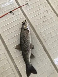 Utah Chub thumbnail 3