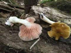 Entoloma bicolor thumbnail 3