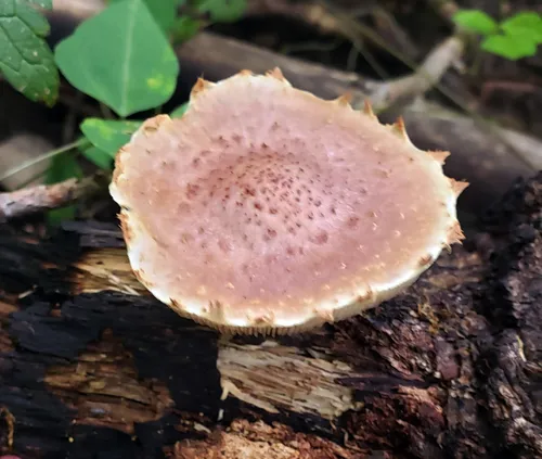Pholiota polychroa