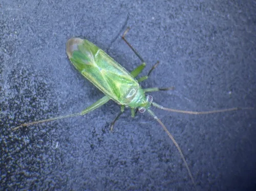 Brachynotocoris puncticornis