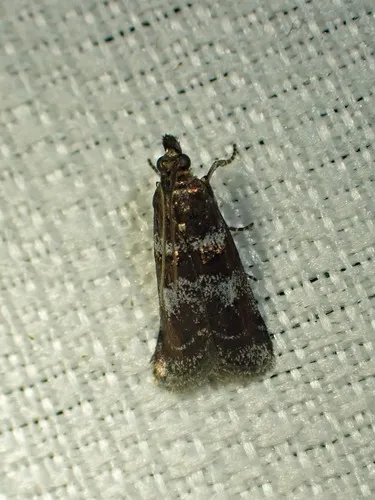 Ortholepis myricella