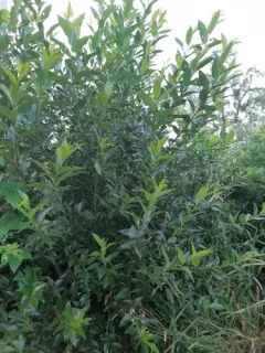Laurel willow thumbnail 2