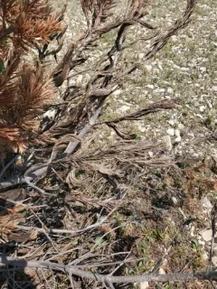 Brown Felt Pine Blight thumbnail 2