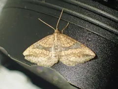 Orthonama evansi thumbnail 1