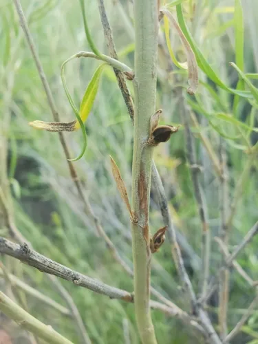Asphondylia bigeloviaebrassicoides