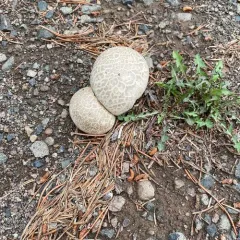 Western Giant Puffball thumbnail 2