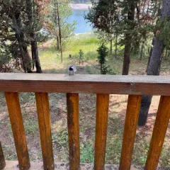 Mountain Chickadee thumbnail 4