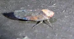 Paraphlepsius fulvidorsum thumbnail 1