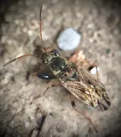 Pale-spotted Seed Bug thumbnail 3