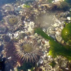 Aggregating Anemone thumbnail 4