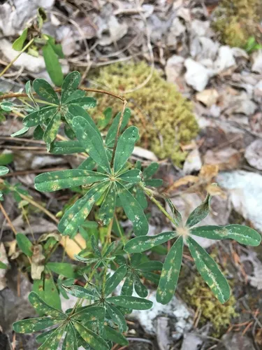 Uromyces lupinicola
