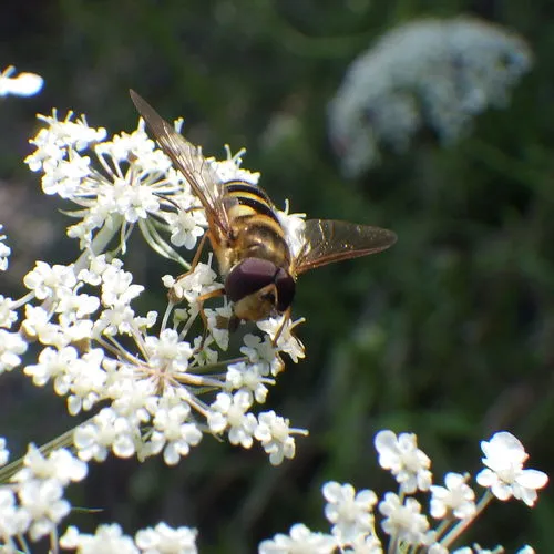Emarginate Smoothtail