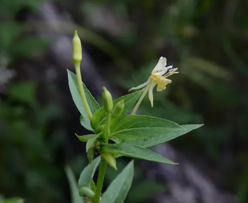 Oakes' Evening-primrose