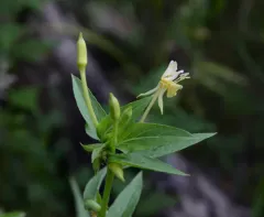 Oakes' Evening-primrose thumbnail 1