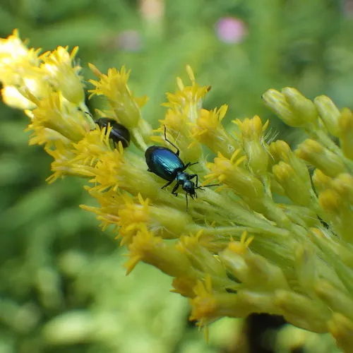 Lebia viridis