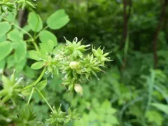 Asphondylia thalictri thumbnail 4