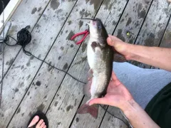 White Catfish thumbnail 1