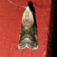 Mantled Acrobasis Moth thumbnail 2
