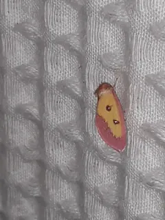 Pink Star Moth thumbnail 4