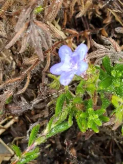 creeping gromwell thumbnail 4