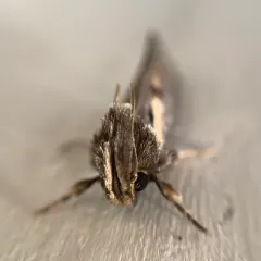 Clemens' Grass Tubeworm Moth thumbnail 4
