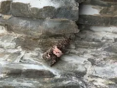 Epiblema periculosana thumbnail 2