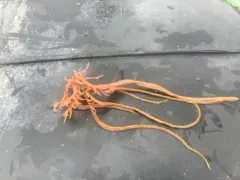 Common Northern Feather Star thumbnail 2