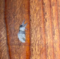 Furcula gigans thumbnail 4