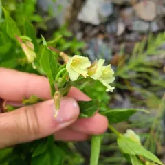 yellow willowherb thumbnail 4