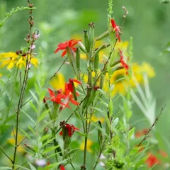 royal catchfly thumbnail 4