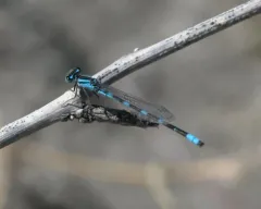 Alkali Bluet thumbnail 2