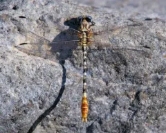 White-belted Ringtail thumbnail 1