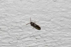 Dirrhagofarsus ernae thumbnail 4