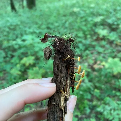 Cross-veined Troop Mushroom