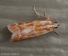 Ponderosa Pine Coneworm Moth thumbnail 4