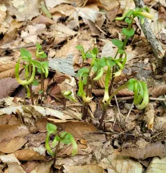 three birds orchid thumbnail 3