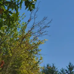 Western Bluebird thumbnail 3