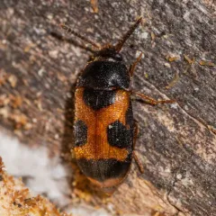 Punctured Hairy Fungus Beetle thumbnail 2